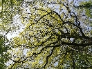 https://www.lacicala.org/immagini_news/07-12-2021/giornata-mondiale-degli-alberi--21-novembre-2021-a-capranica-prenestina-100.jpg